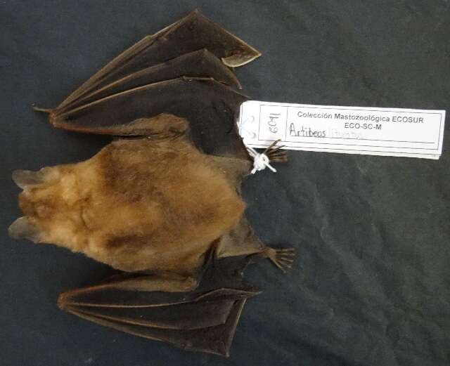 Image de Chiroptera