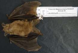 Image de Chiroptera