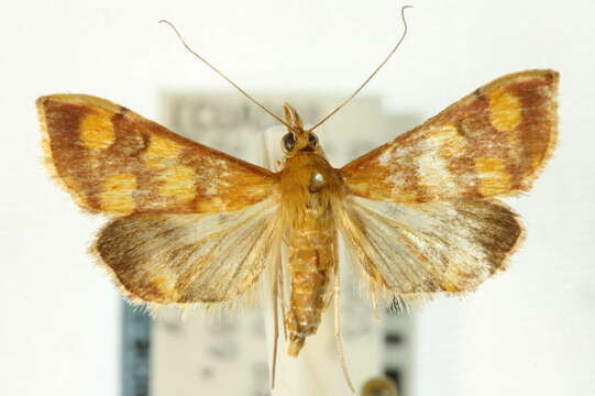 Image de Pyrausta panopealis Walker 1859