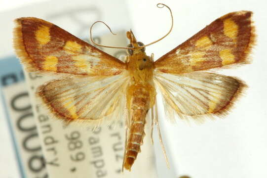 Image de Pyrausta panopealis Walker 1859