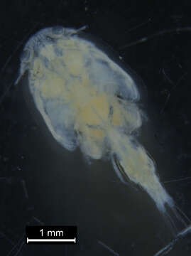 Image of Siphonostomatoida Burmeister 1835