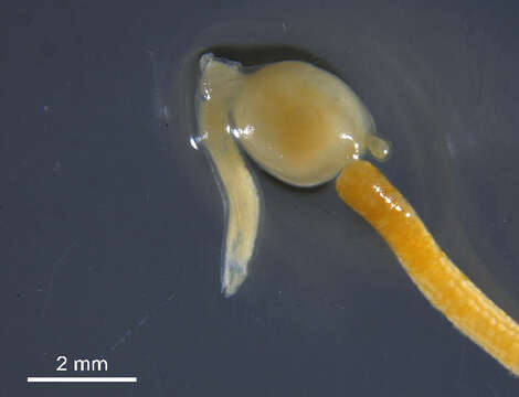 Image de Clavella Oken 1815