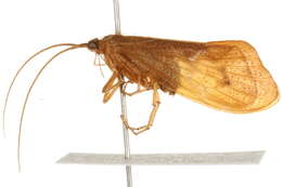 Pycnopsyche scabripennis (Rambur 1842) resmi