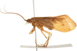 Pycnopsyche scabripennis (Rambur 1842) resmi