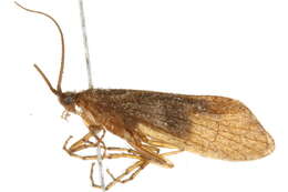 Image of Anabolia consocia (Walker 1852)