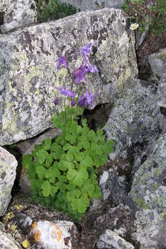 Image of columbine