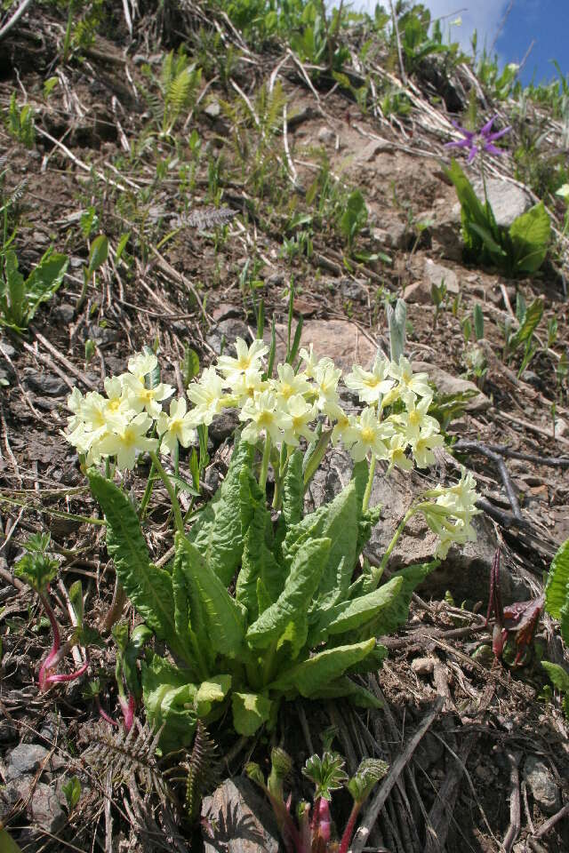 Image of cowslip