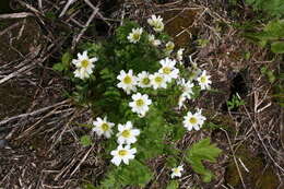 Image of Callianthemum