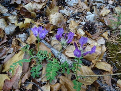 Image of milkvetch