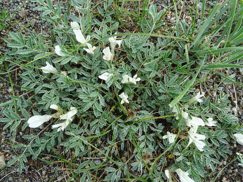 Image of milkvetch