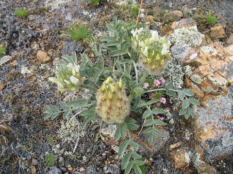 Image of milkvetch