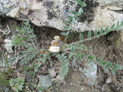 Image of milkvetch