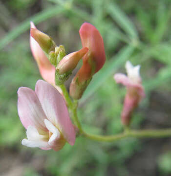 Image of milkvetch