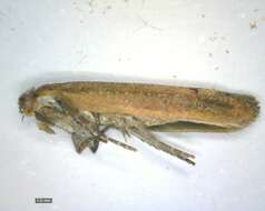 صورة <i>Ypsolopha ustella</i>