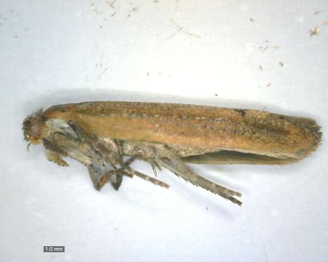 صورة <i>Ypsolopha ustella</i>