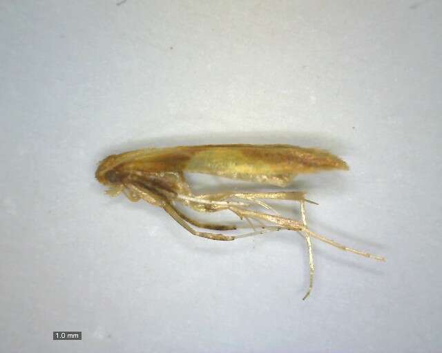 Image of Caloptilia robustella Jäckh 1972