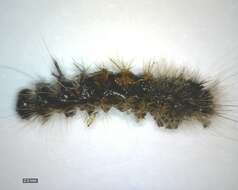 Image of nut-tree tussock