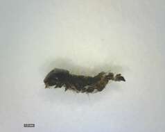 Image of birch sober