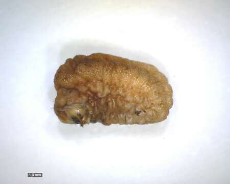 Image of Apoda limacodes