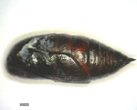 Image of <i>Hypomecis punctinalis</i>