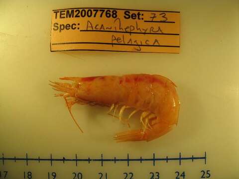 Image of spiny pelagic deep-sea shrimp