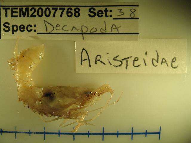 Image of aristeid shrimp