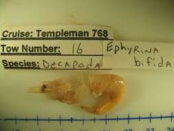 Image of split deep-sea shrimp