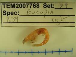 Image of Eucopia