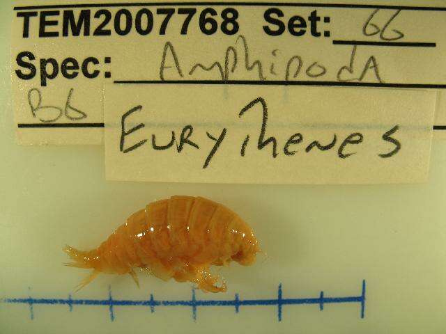 Image of Eurytheneidae Stoddart & Lowry 2004