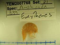 Image of Eurytheneidae Stoddart & Lowry 2004