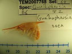 Image of Gnathophausia zoea Willemoes-Suhm 1873