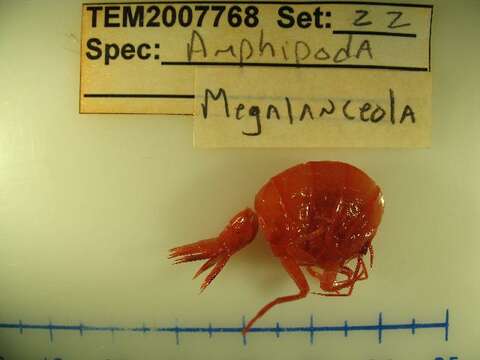 Image of Megalanceolidae Zeidler 2009