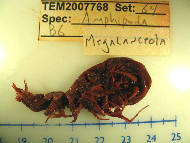 Image of Megalanceolidae Zeidler 2009