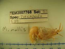 Image of <i>Meningodora mollis</i>