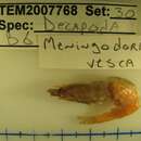 Image of <i>Meningodora vesca</i>