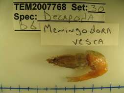 Image of <i>Meningodora vesca</i>