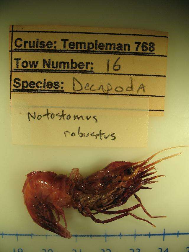 Image of Notostomus