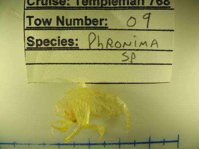 Image of Phronima