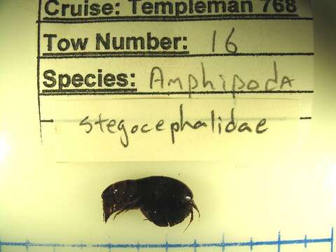 Image of Stegocephaloidea