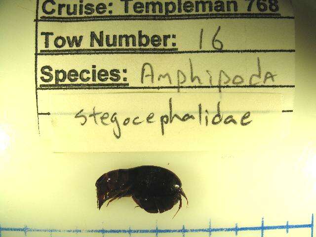 Image of Stegocephaloidea Dana 1852