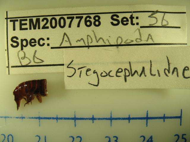 Image of Stegocephaloidea Dana 1852