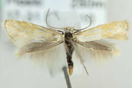 Image of Elachista anserinella Zeller 1839