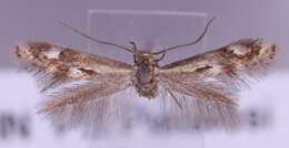 Image of Elachista utonella Frey 1856