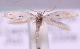 Image of grass miner moths