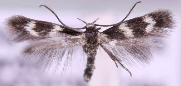 Image of <i>Elachista bifasciella</i>
