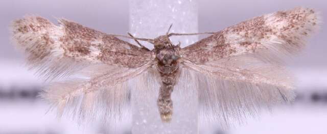 Image of <i>Elachista excelsicola</i>