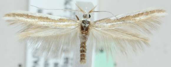 Image of Coleophora involucrella Chrétien 1905