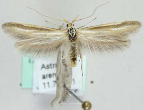 Image of Coleophora polonicella Zeller 1865