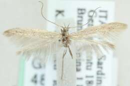 Coleophora albicella Constant 1885 resmi