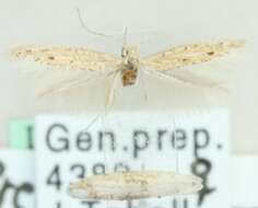 Image of Coleophora bazae Glaser 1977